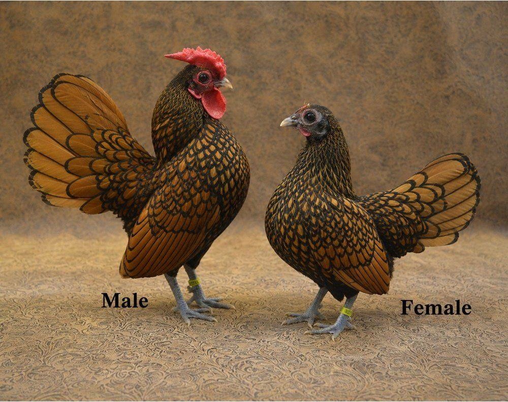 Sebright Chicken