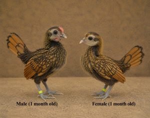 One-Month-Old Chicks