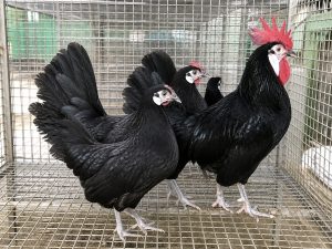 Adult Birds