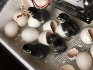 Eggs