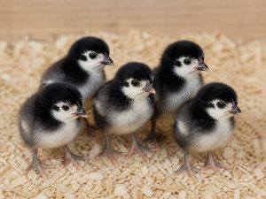 Day-Old Chicks