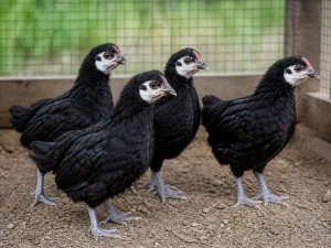 One-Month-Old Chicks