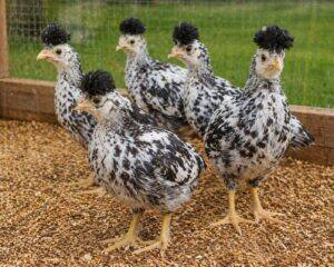 One-Month-Old Chicks