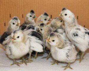 Day-Old Chicks