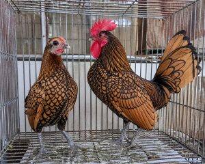 Adult Birds