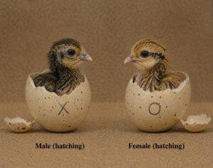 Eggs