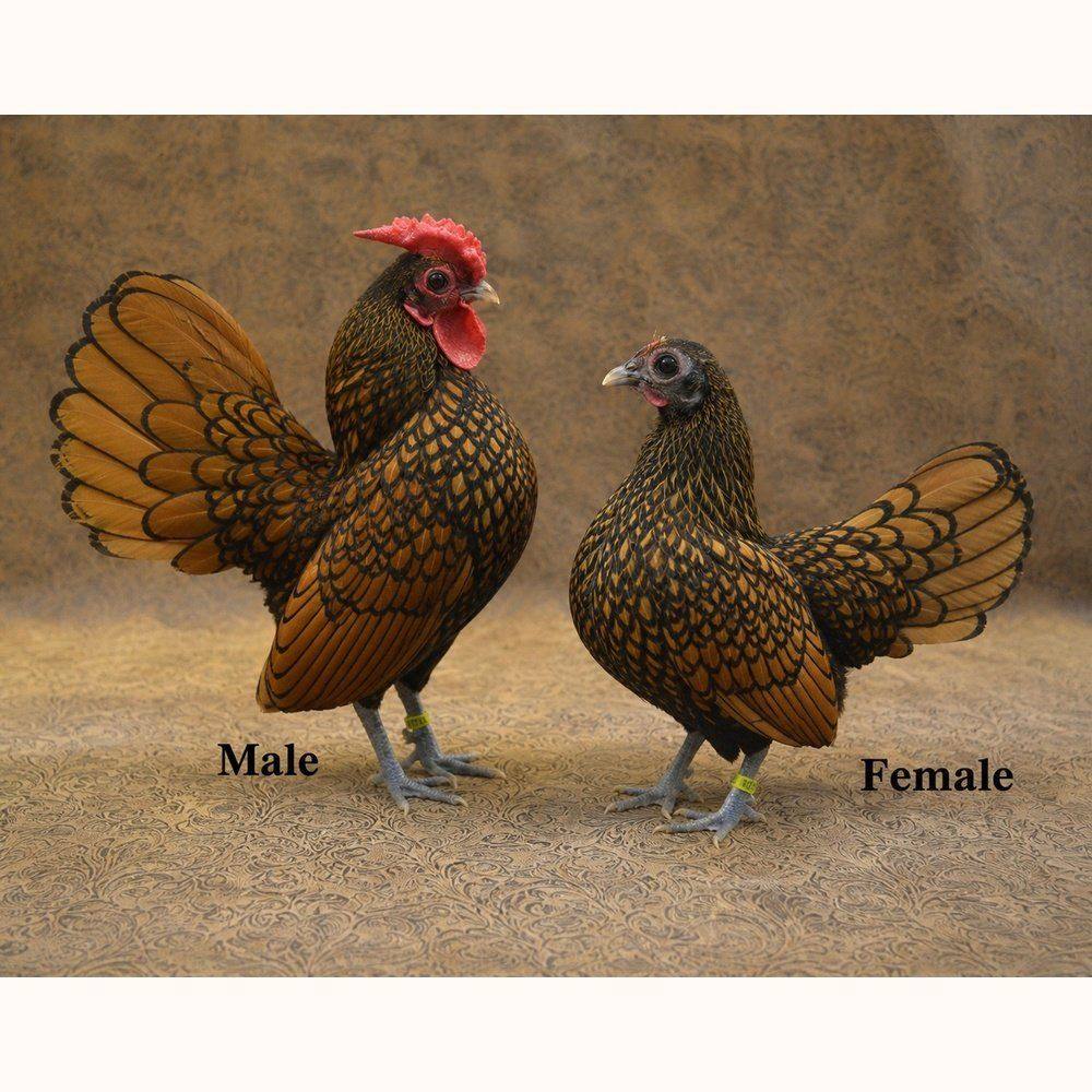 Serama Chicken