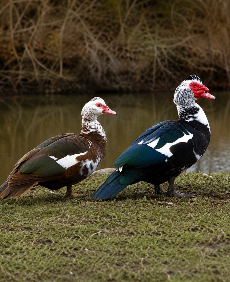 Muscovy Duck Breed