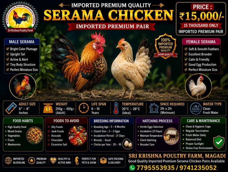 Serama Chicken