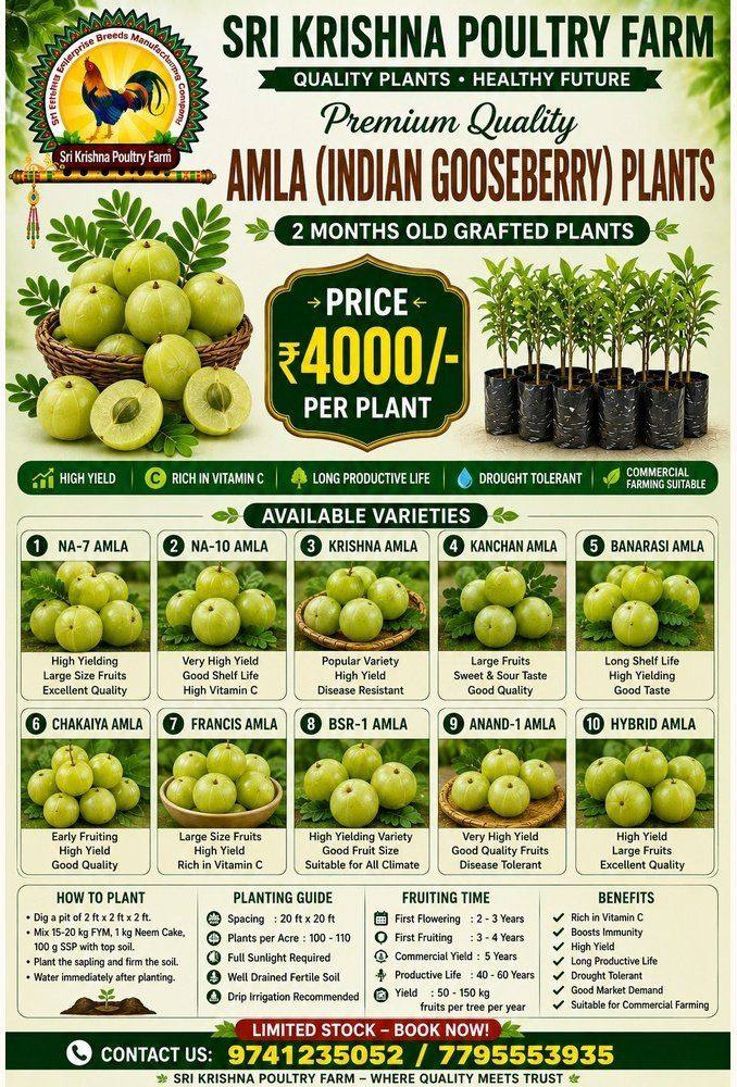 Amla (Indian Gooseberry)