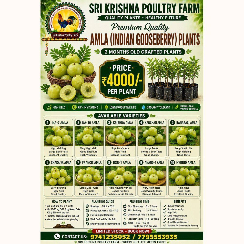 Amla (Indian Gooseberry)