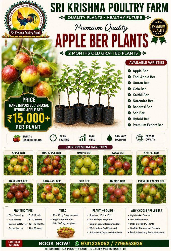 Apple Ber Plants