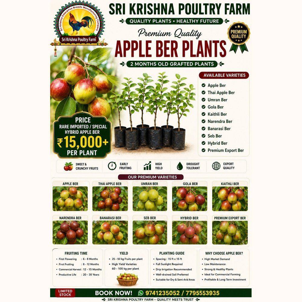 Apple Ber Plants