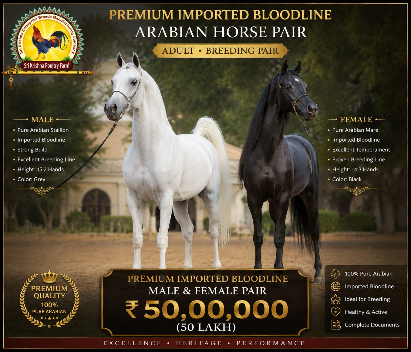 Arabian Horse