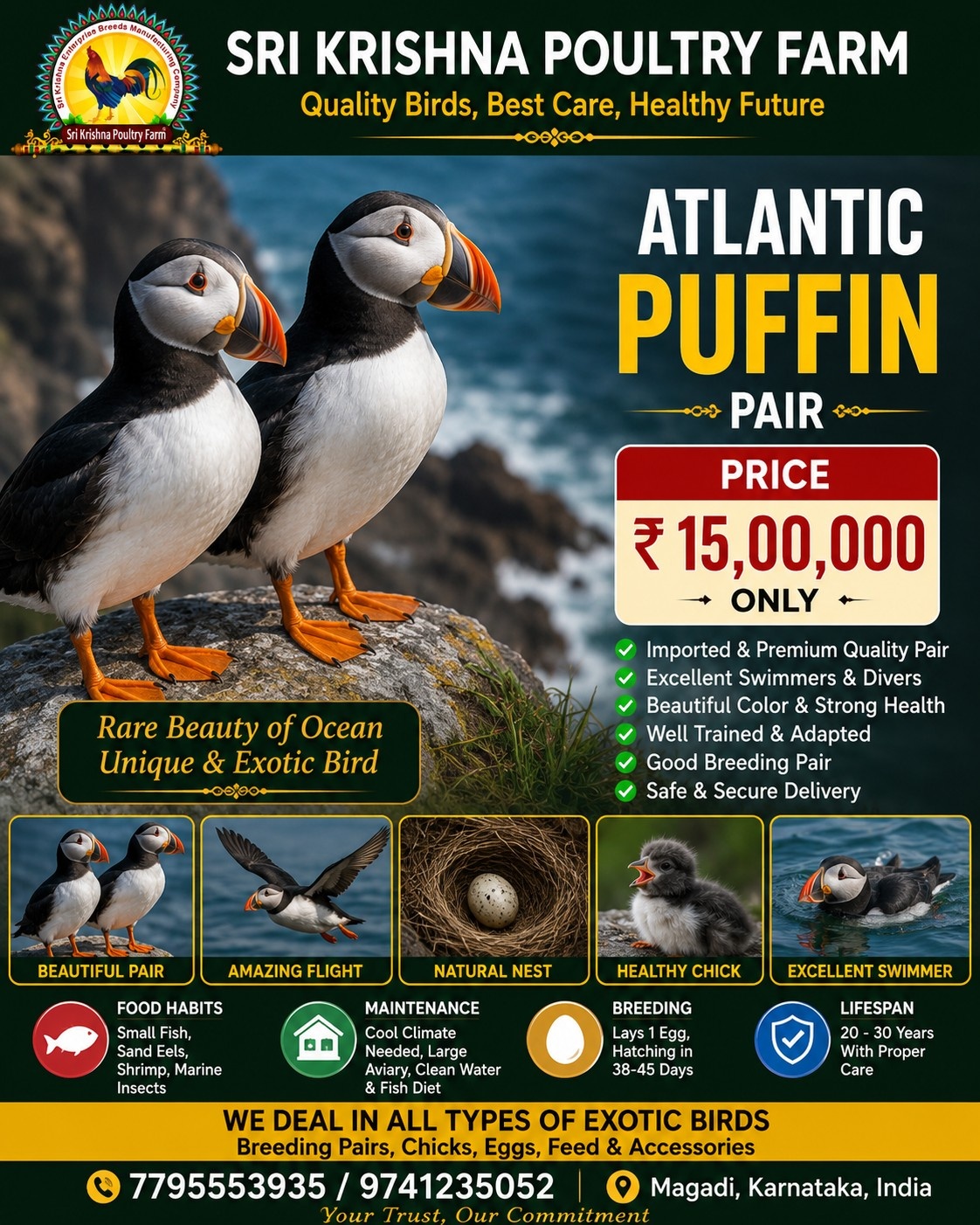 Atlantic Puffin