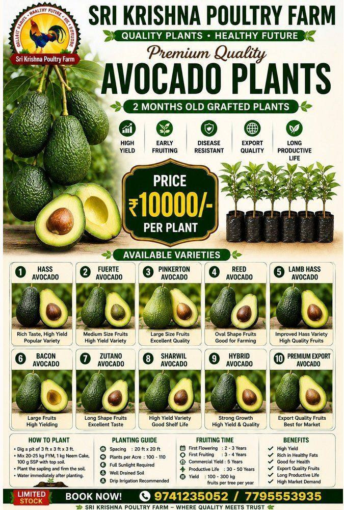 Avocado Plants