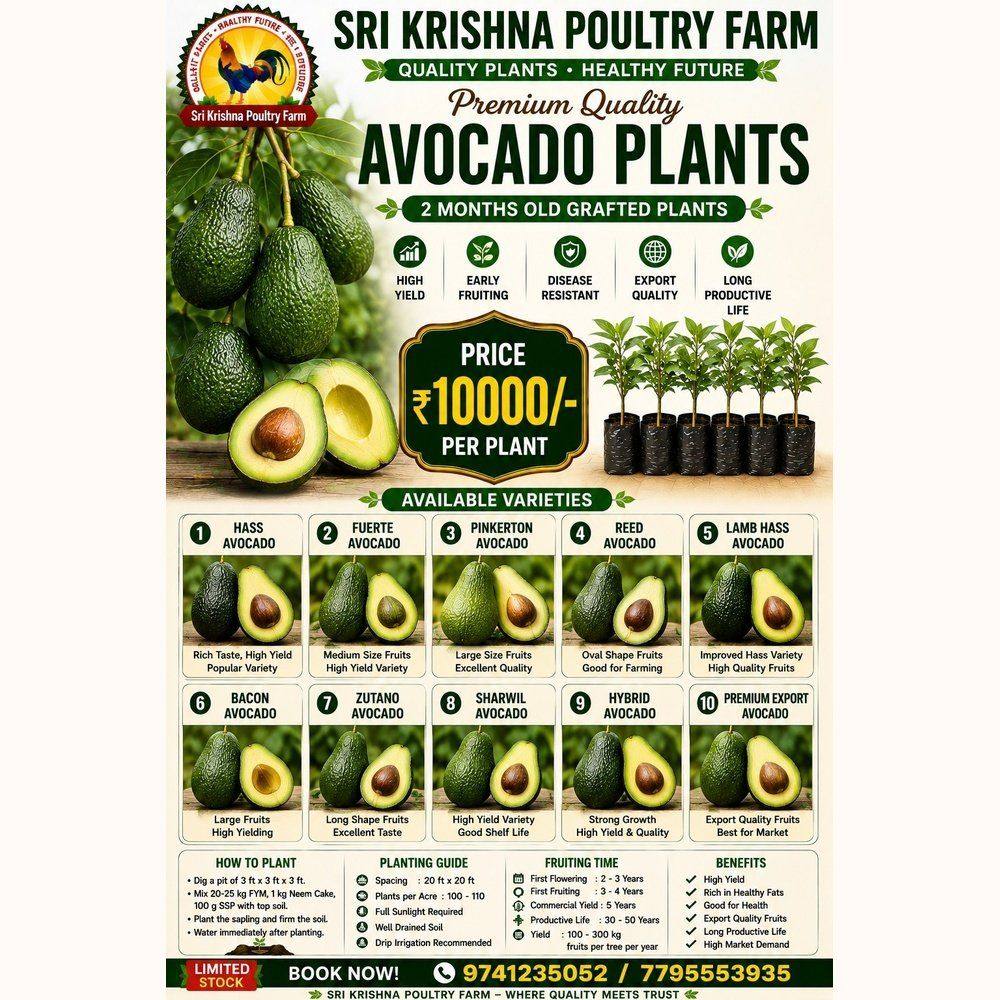 Avocado Plants