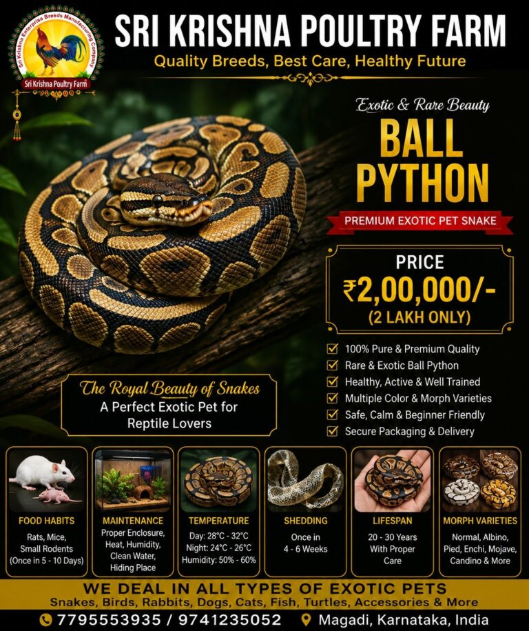 Ball Python