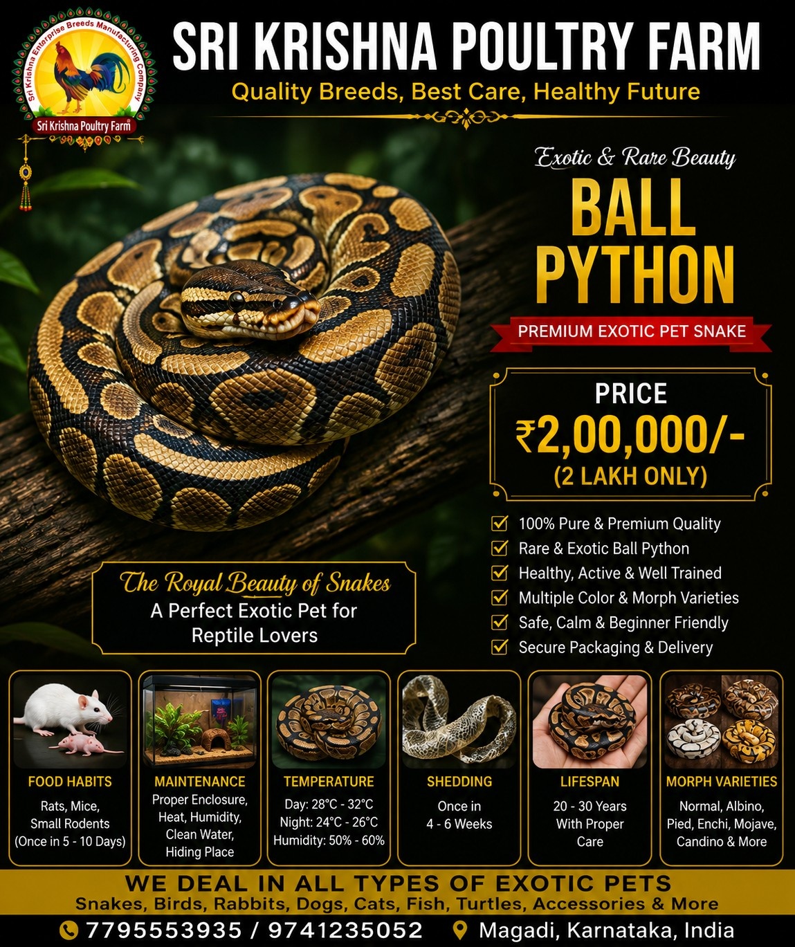 Ball Python