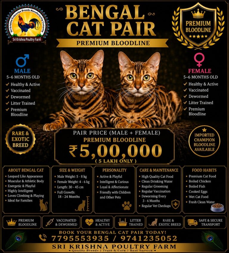 Bengal  cat