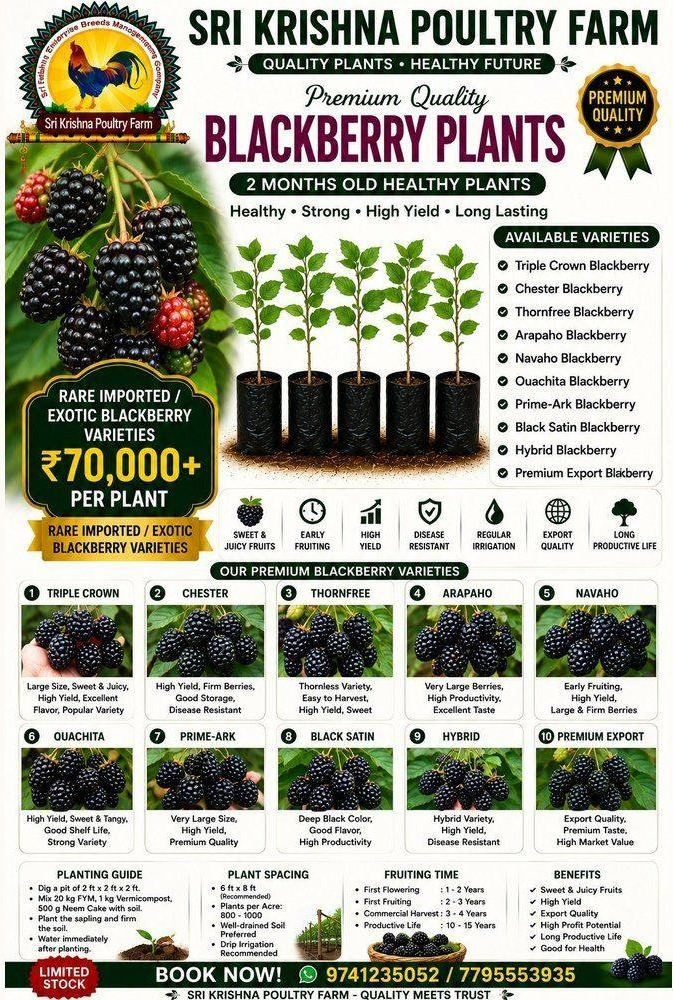Blackberry plants