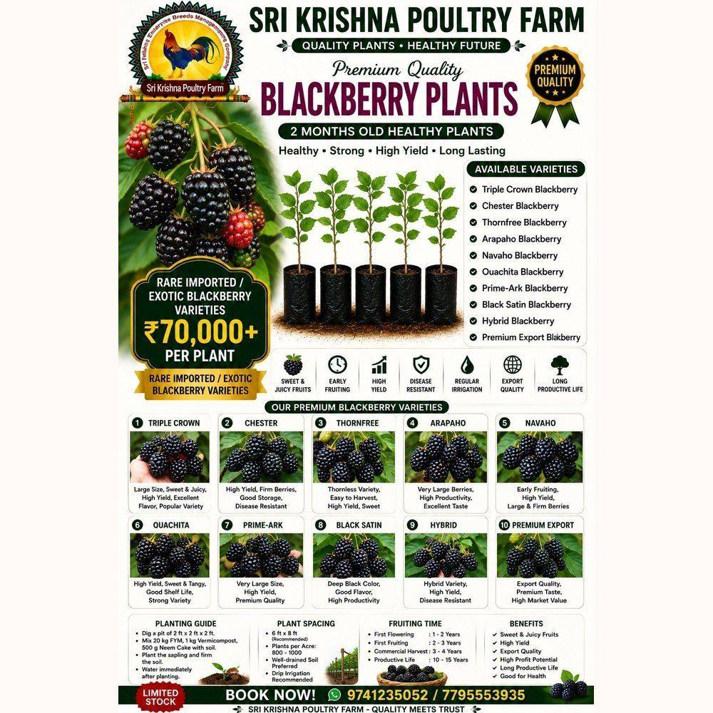 Blackberry plants