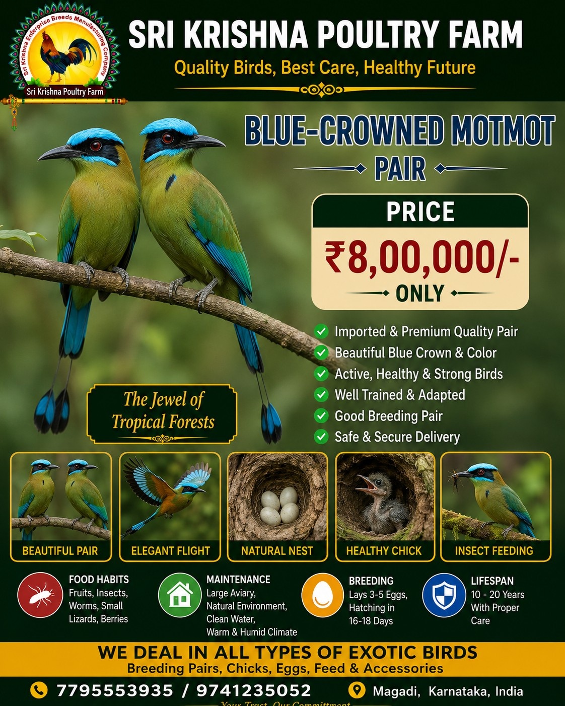 Blue-crowned Motmot
