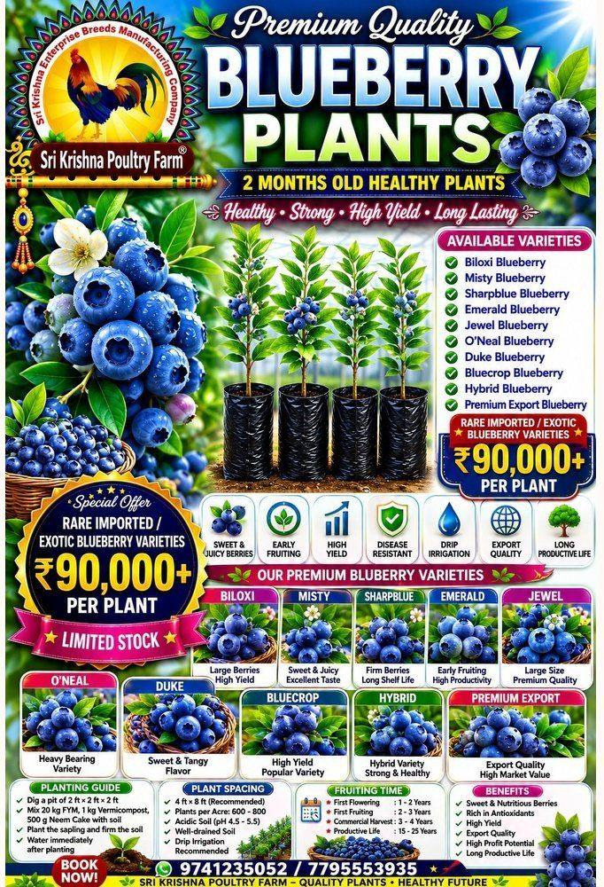 Blueberry plants