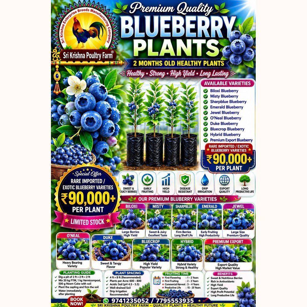 Blueberry plants