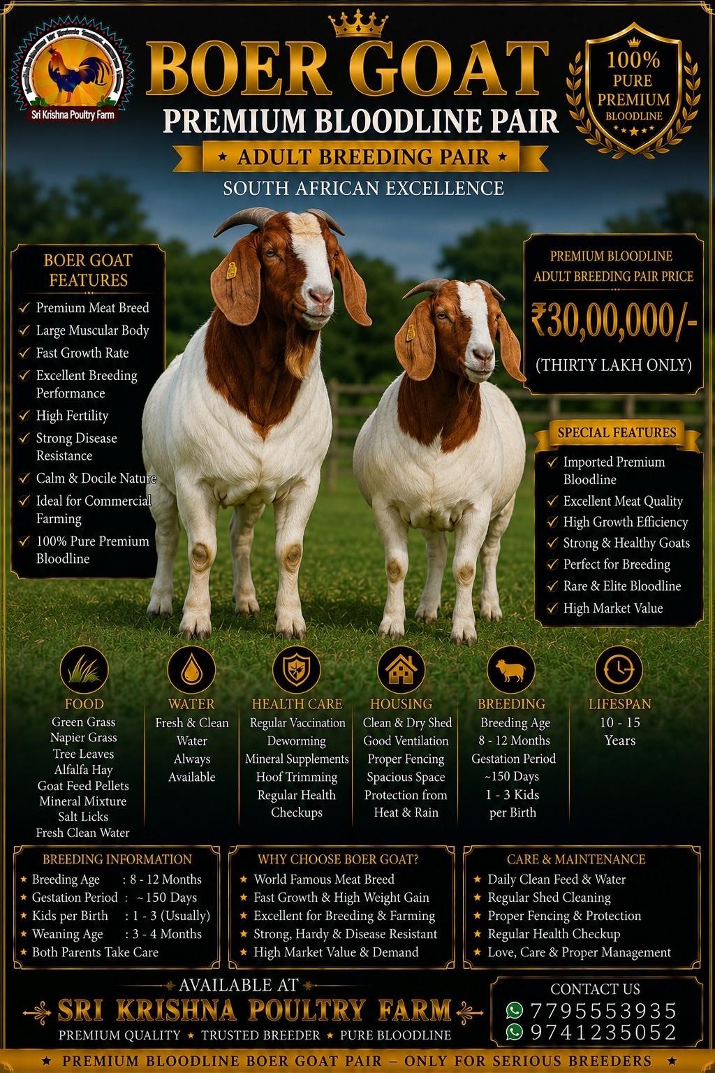 Boer Goat