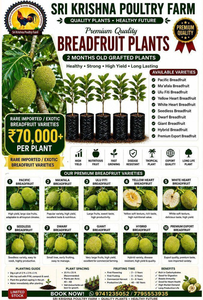 Breadfruit plants