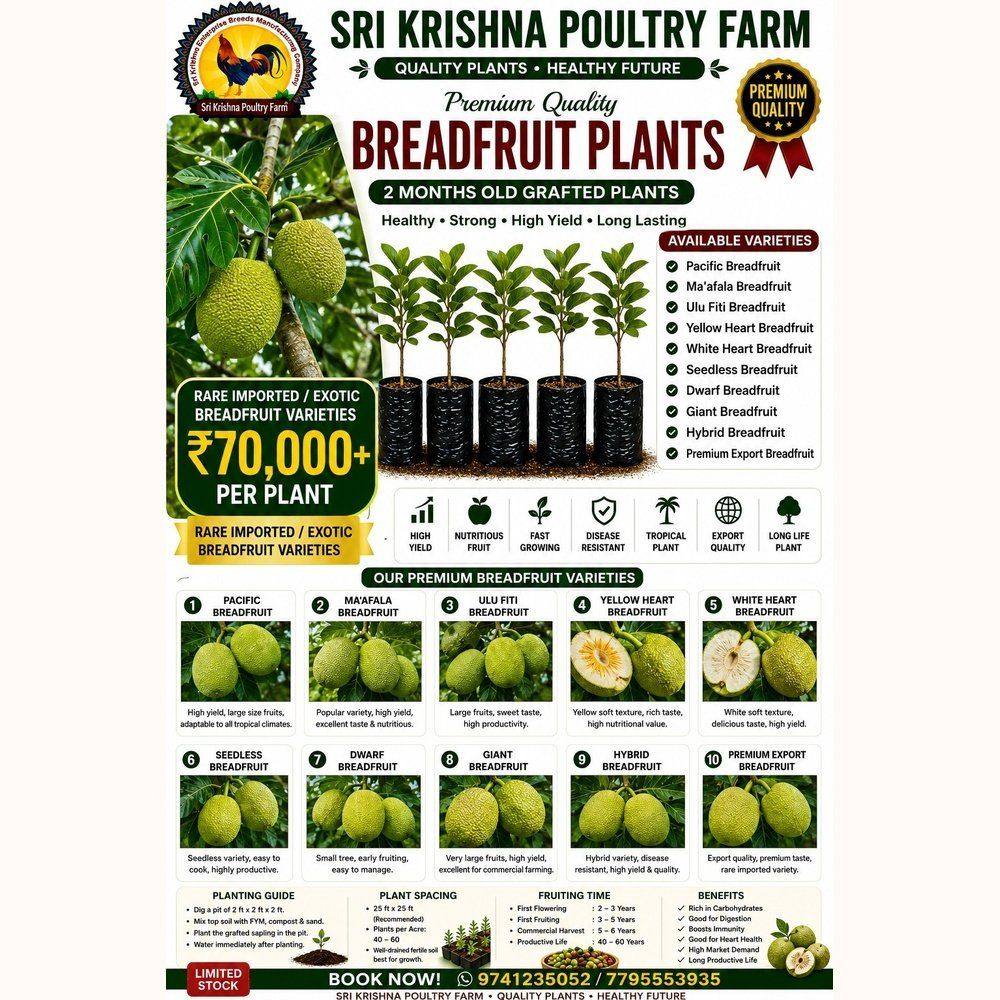Breadfruit plants