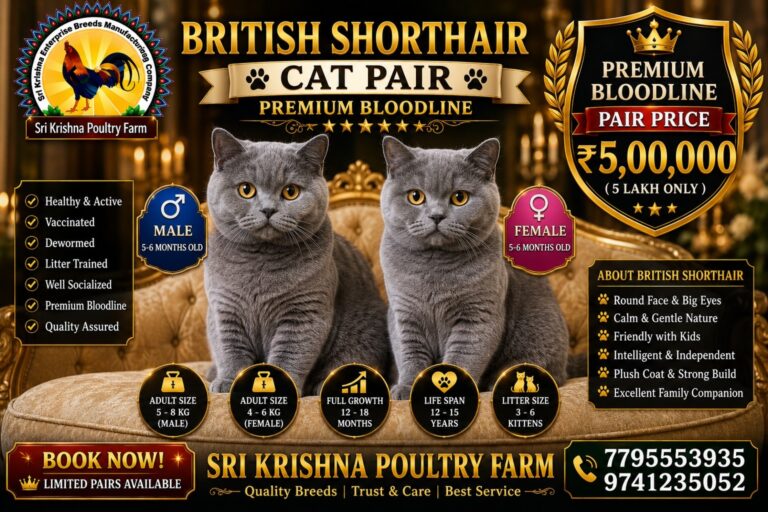 British Shorthair