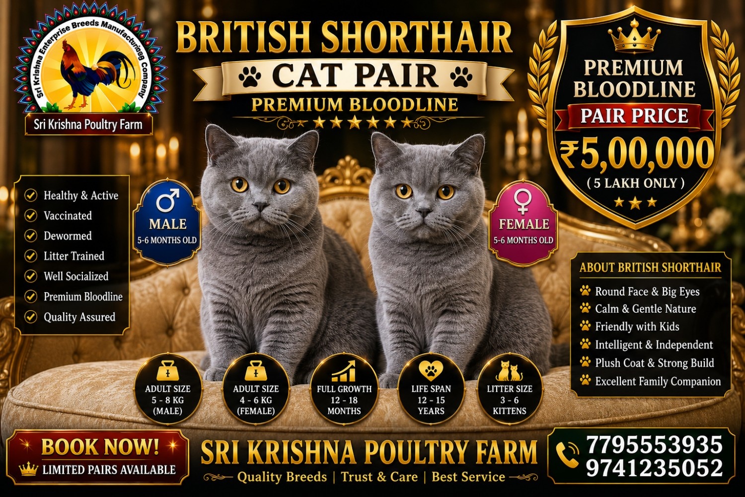 British Shorthair