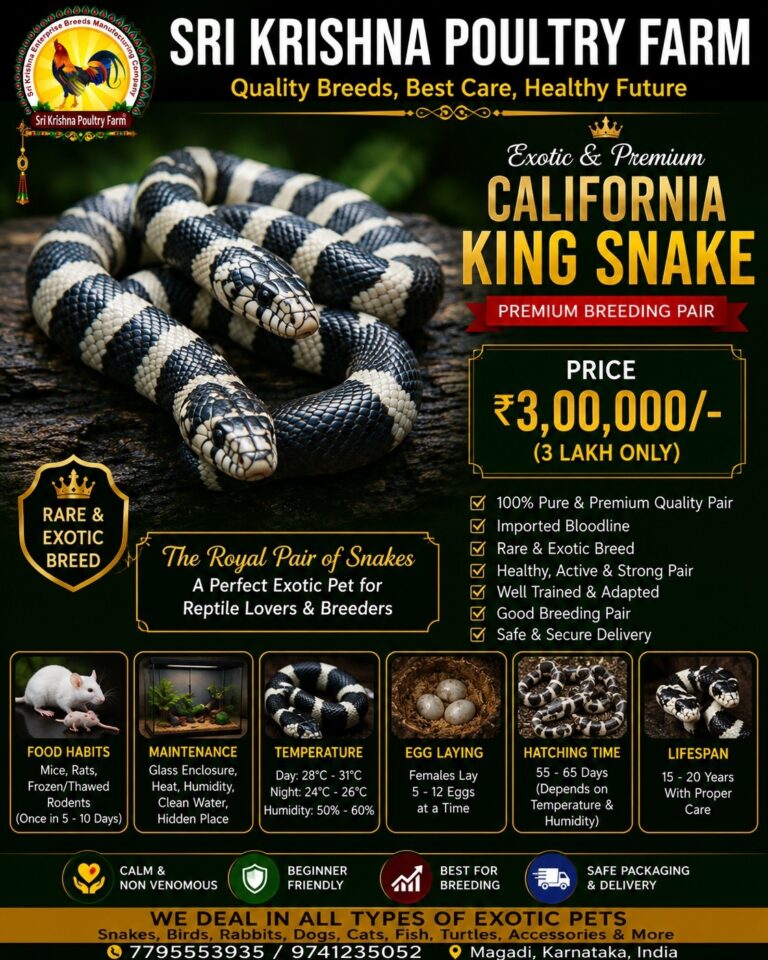 California King Snake