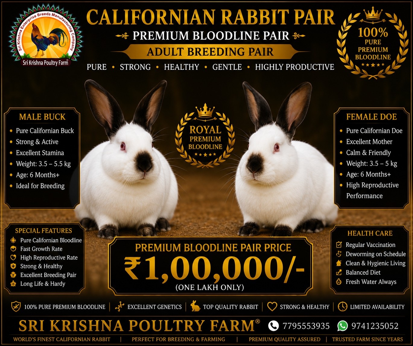 Californian Rabbit