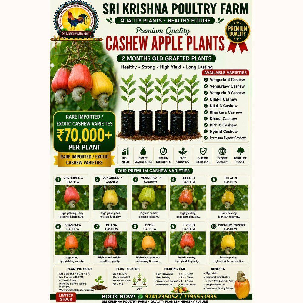 Cashew Apple