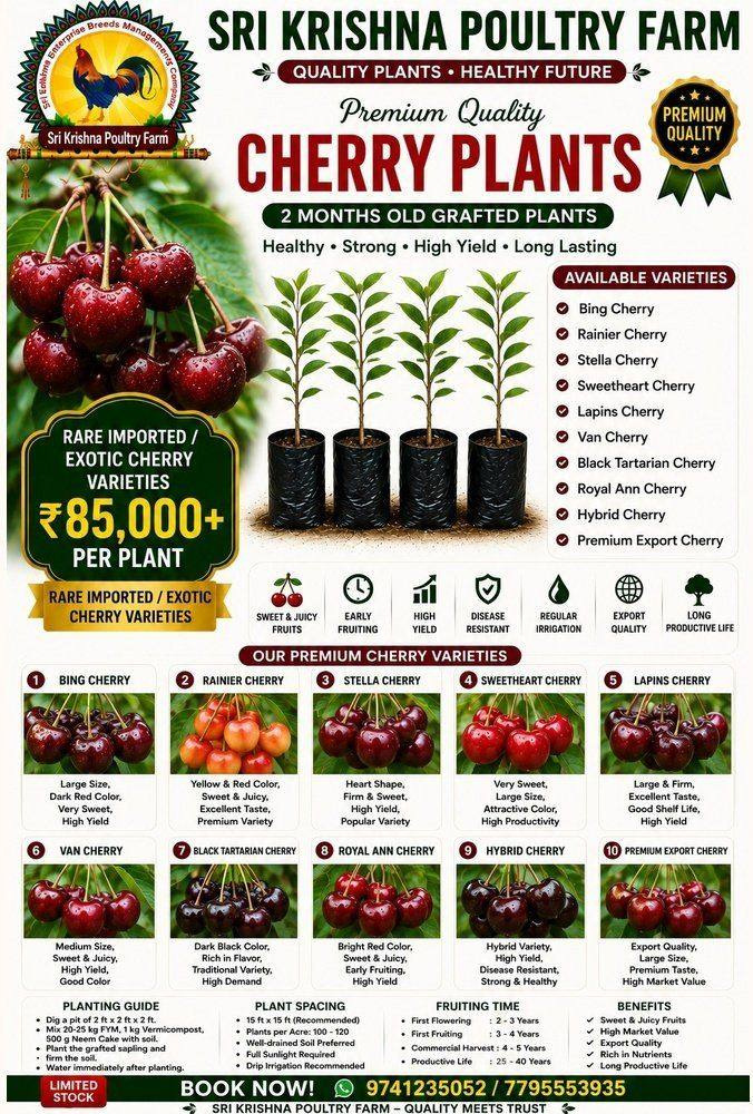 Cherry Plants
