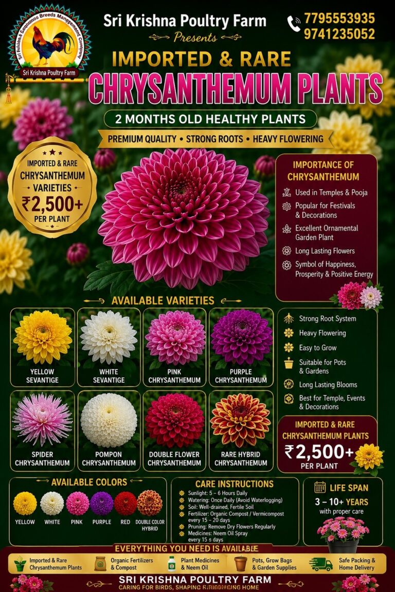 Chrysanthemum