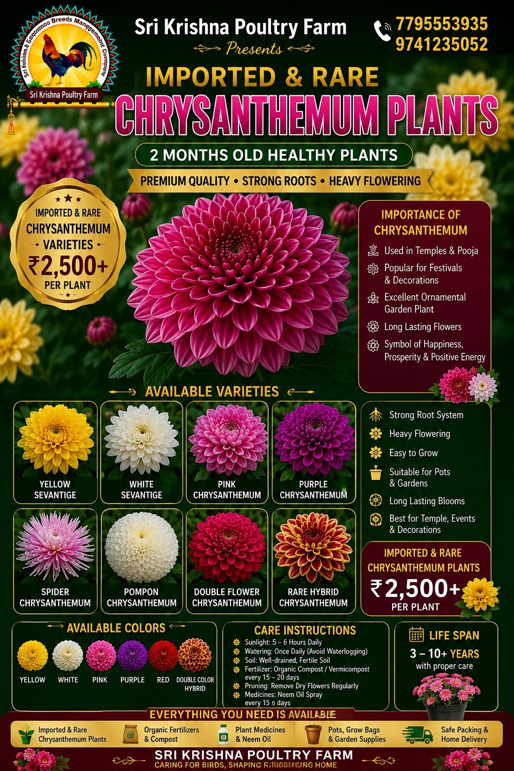 Chrysanthemum