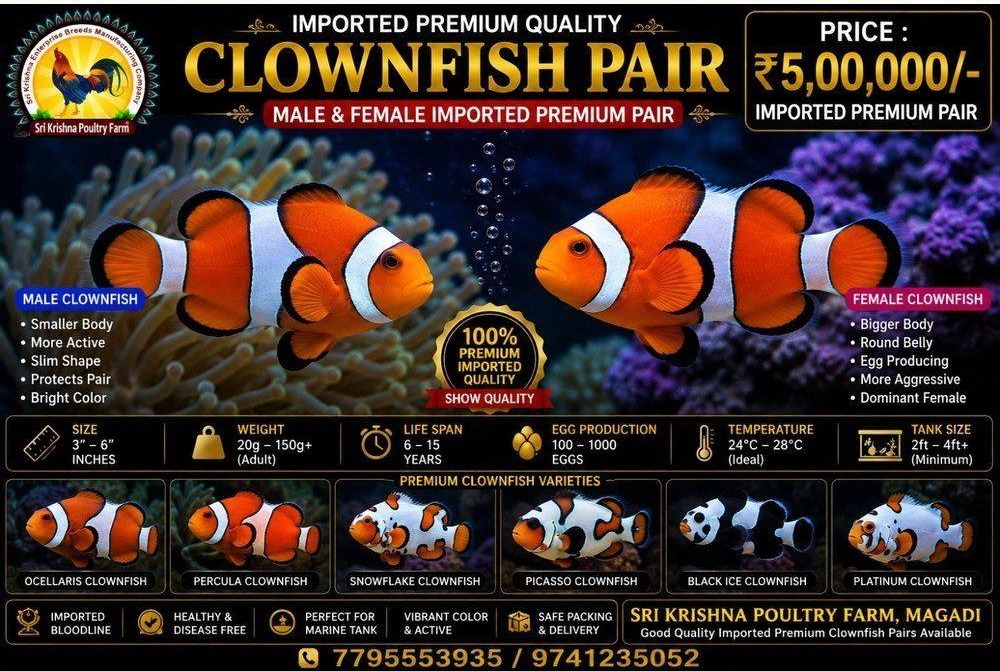 Clownfish
