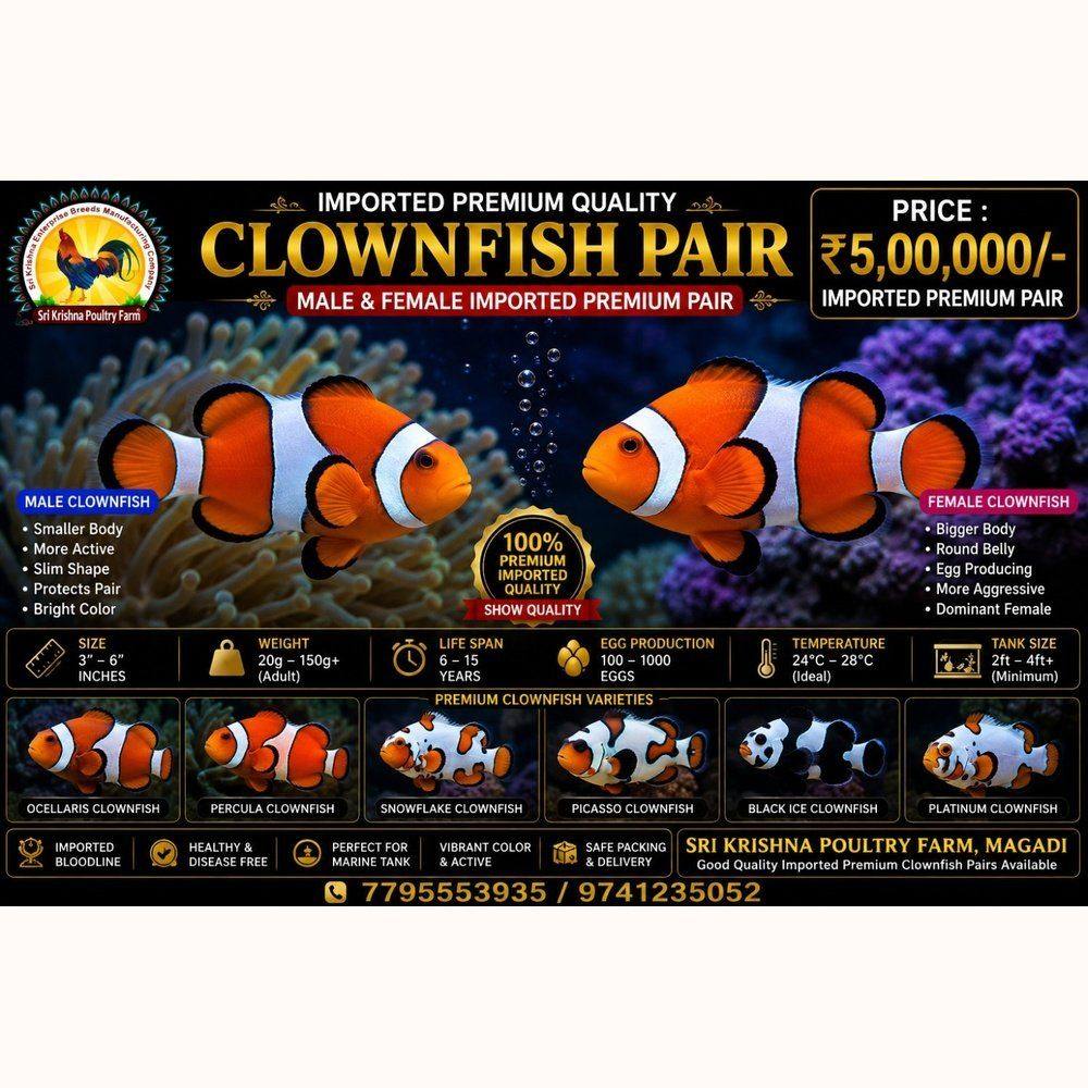 Clownfish
