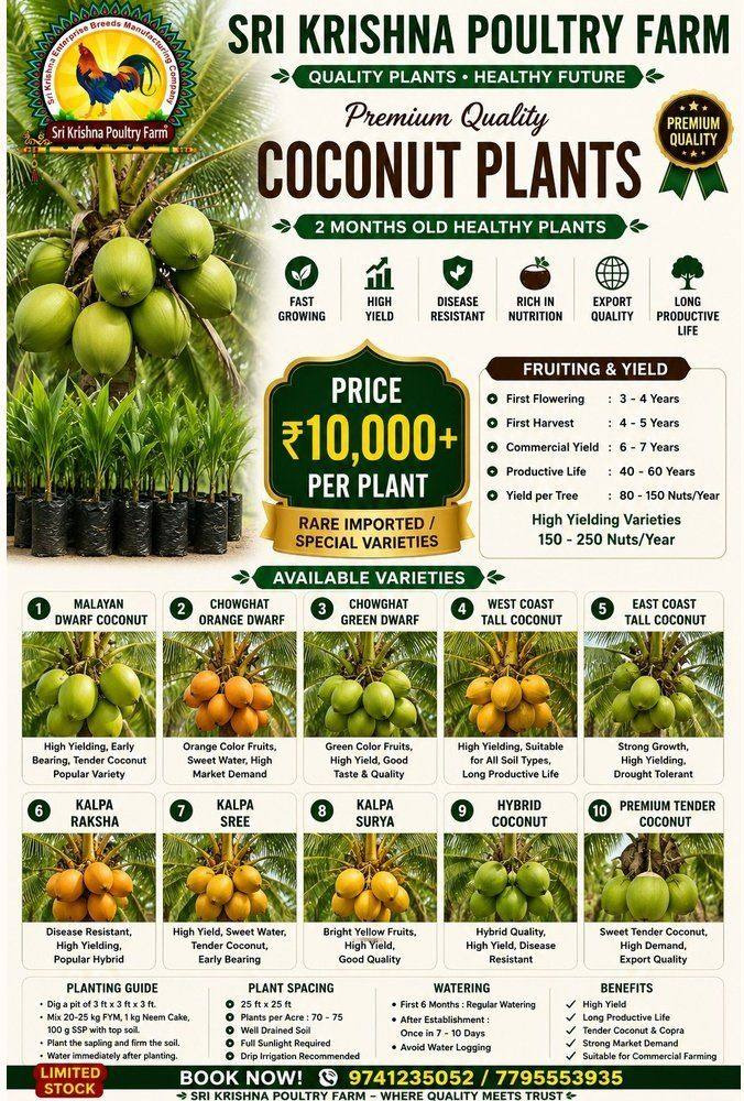 Coconut plants