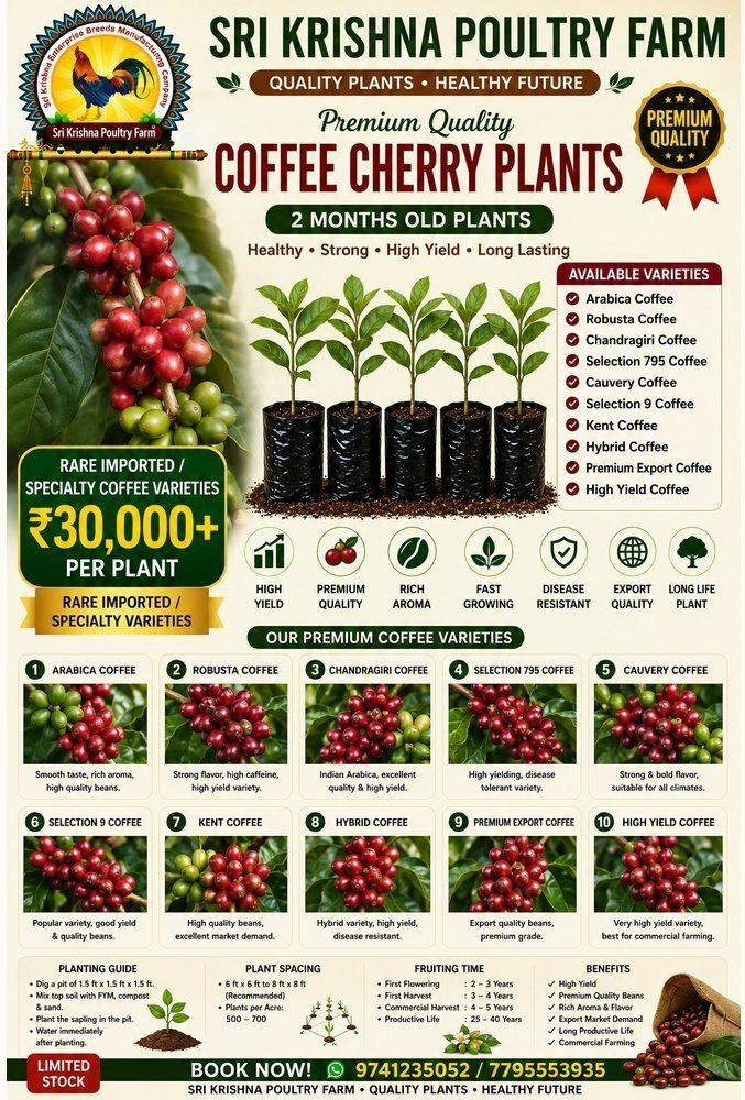 Coffee Cherry