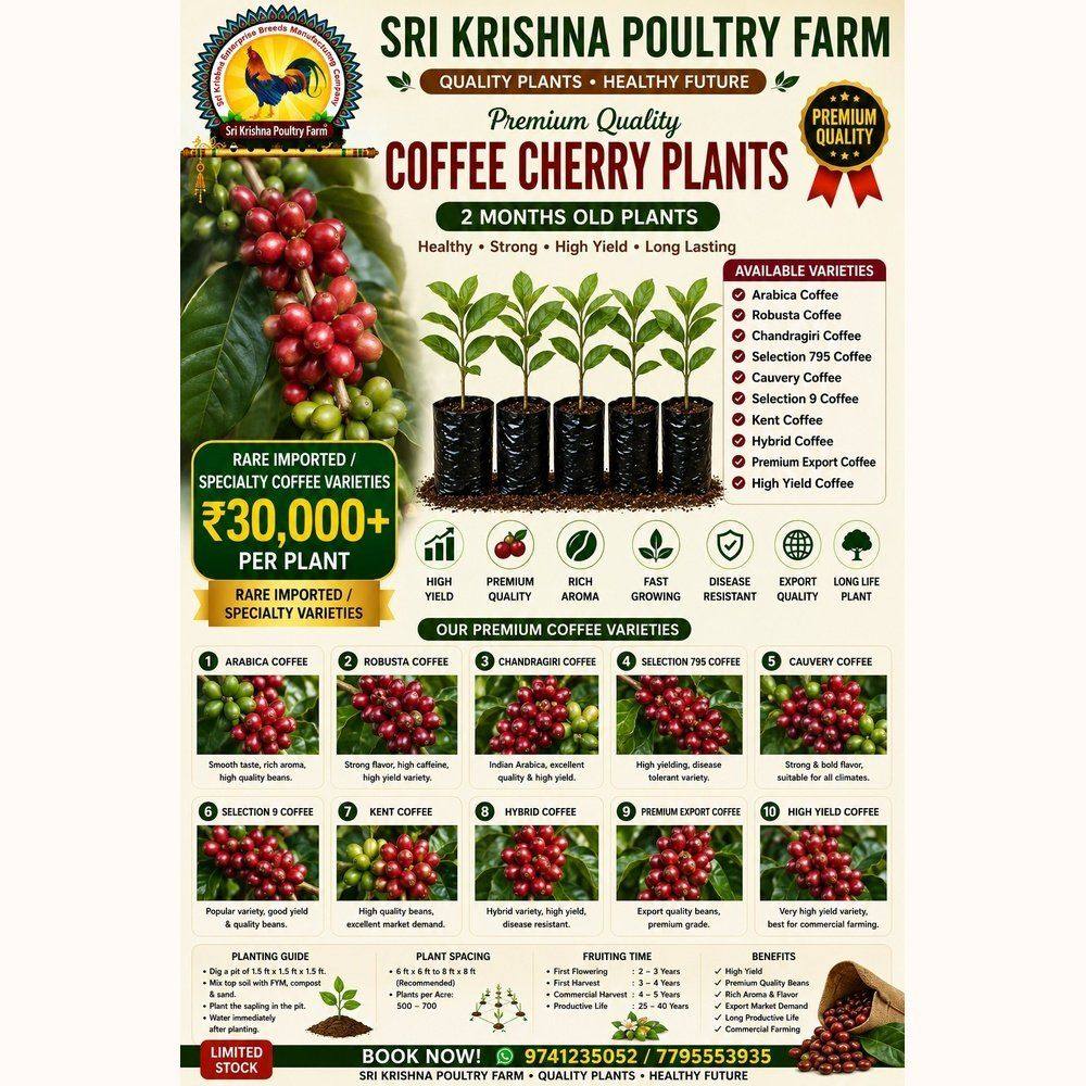 Coffee Cherry