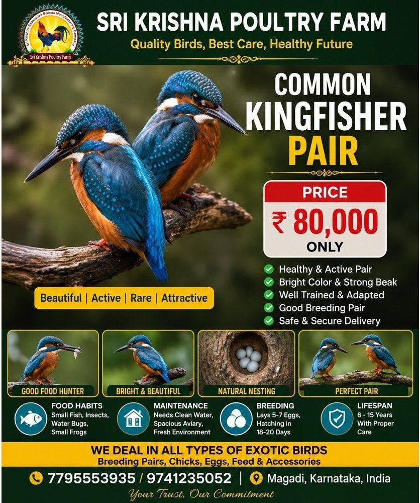 Common Kingfisher