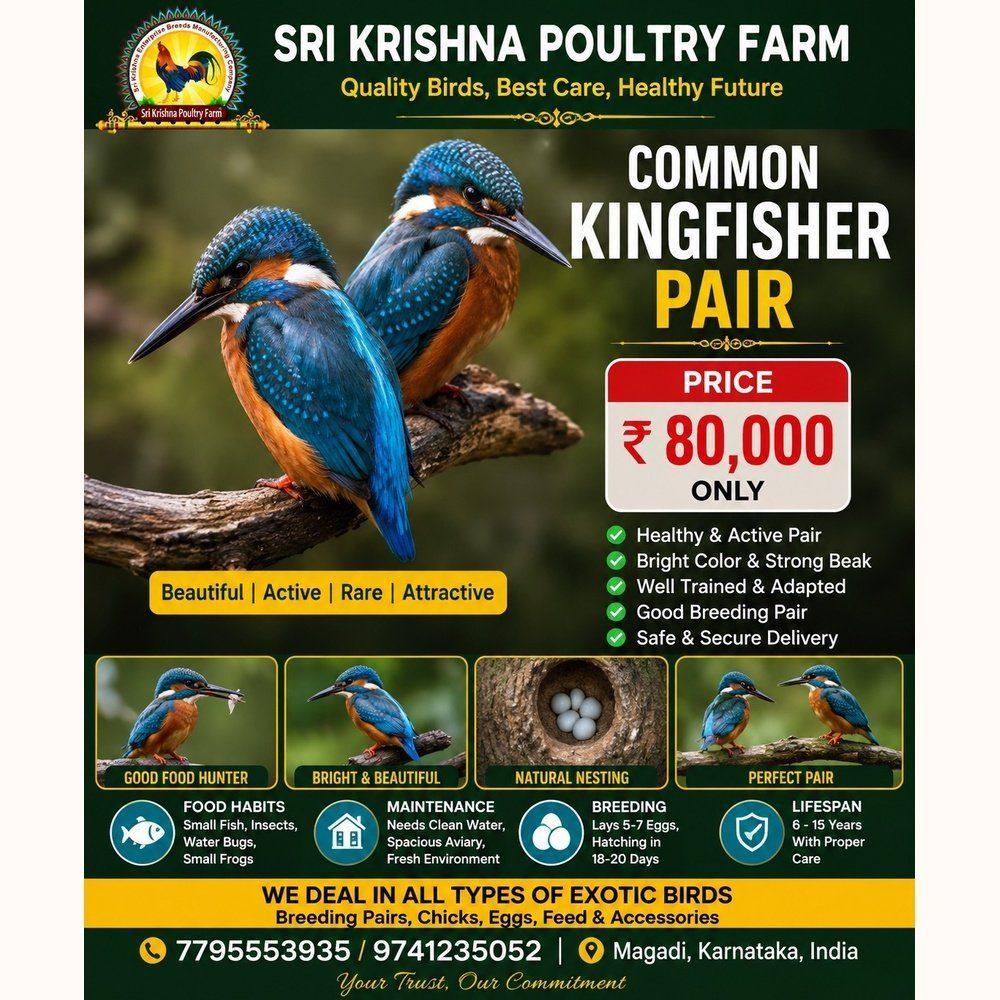 Common Kingfisher