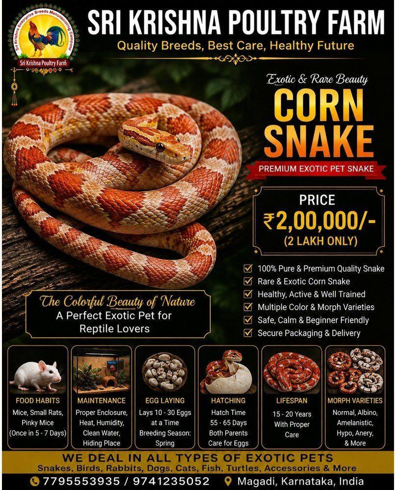Corn Snake