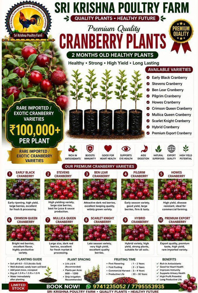 Cranberry Plants