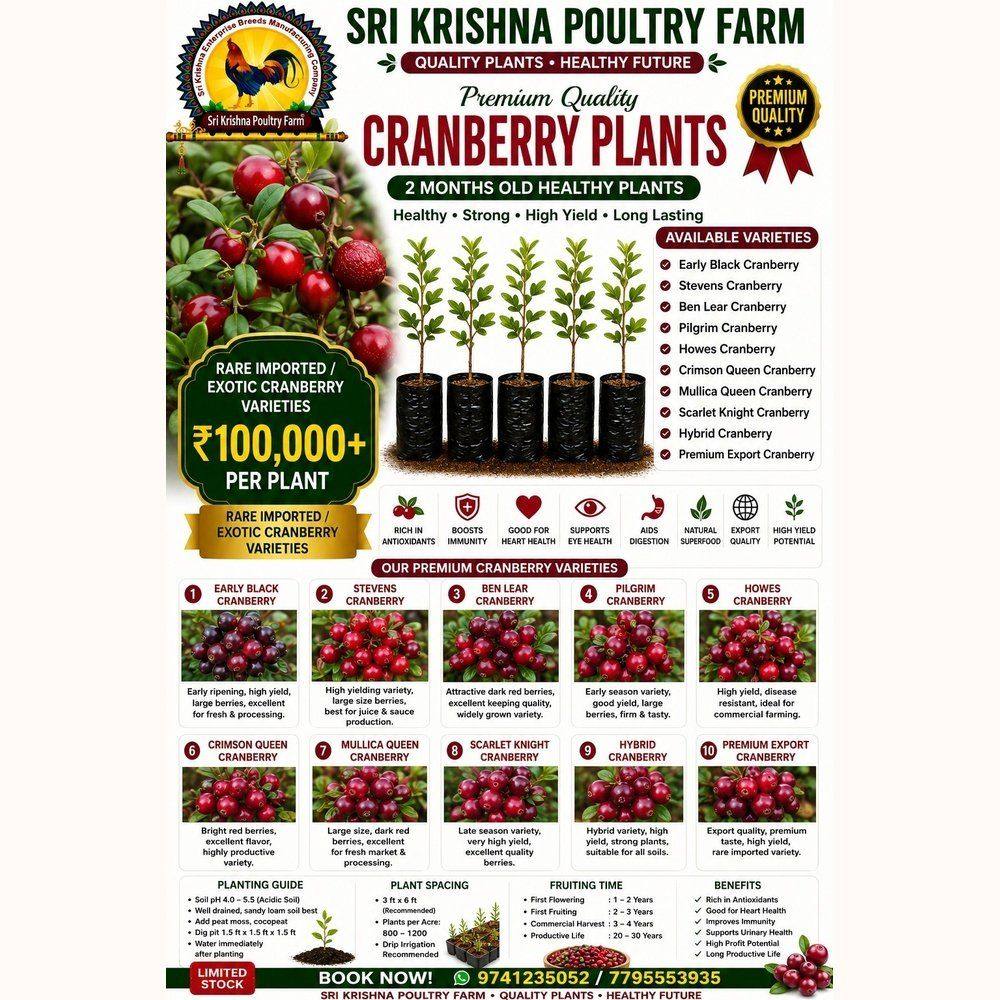 Cranberry Plants